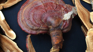 肉莲